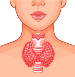 thyroid